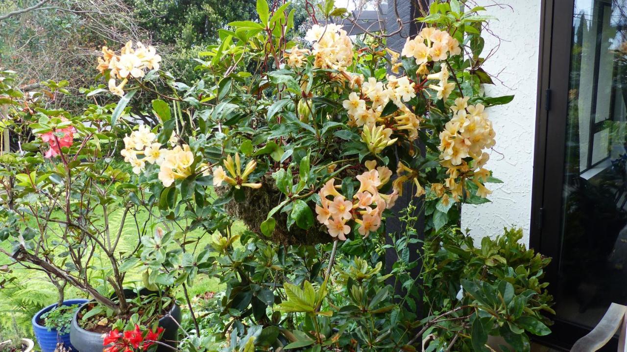 Ashcroft Gardens Bed & Breakfast Napier